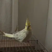 عروس سخنگو|پرنده|قم, ولیعصر|دیوار