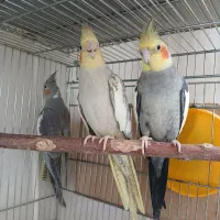 عروس هلندی جفت