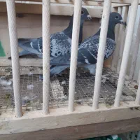 چند عدد پلاکی عراق