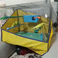 مرغ عشق با قفس وتجهیزات