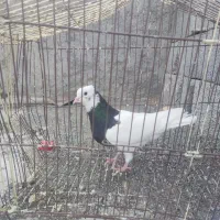 کبوتر|پرنده|کهنوج, |دیوار