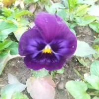 گل بنفشه و گل مینا|گل و گیاه طبیعی|رشت, حمیدیان|دیوار