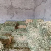 یونجه،چین سوم