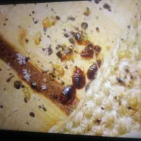 سمپاشی سوسک ساس سم پاشی تضمینی فقط دریک جلسه|خدمات نظافت|مشهد, کلاهدوز|دیوار