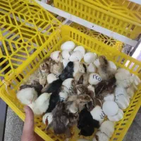 تبدیل تخم نطفه دار به جوجه با دستگاه جوجه کشی