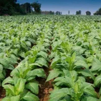 بذر گیاه دارویی تو تن