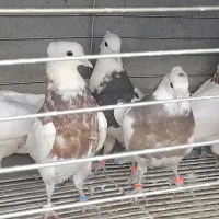 طوقی|پرنده|مبارکه, |دیوار