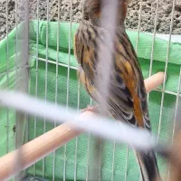 قناری  پرتقالی درشت کوتاه بلند سوخته مست مست|پرنده|کارون, |دیوار