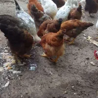 جوجه مرغ وخروس