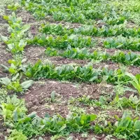 فروش سبزیجات محلی ارگانیک|خوردنی و آشامیدنی|طاهرگوراب, |دیوار