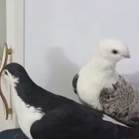 کفتر|پرنده|مشهد, امیرآباد|دیوار