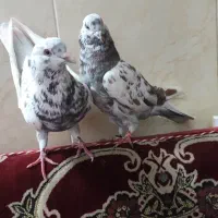 کفتر قلمکار