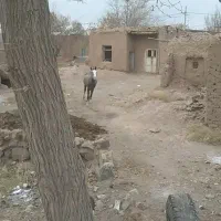 کره نریون ۱۸ ماهه نقره ای