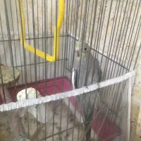 عروس هلندی فوری فروشی|پرنده|تهران, سبلان (لشگر)|دیوار