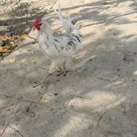 خروس گلین جوان|حیوانات مزرعه|مشهد, موسوی قوچانی|دیوار