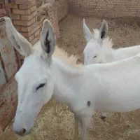 فروش خر جوان با کره ۷ ماهه