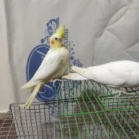 جوجه عروس هلندی خورموج|پرنده|خورموج, |دیوار