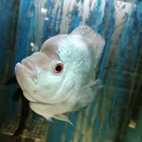 ماهی فلاور|ماهی|قزوین, |دیوار