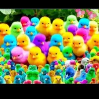 کود کبوتر قیمت مناسب