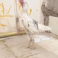 خروس‌لاری‌اصل|حیوانات مزرعه|هامون, |دیوار