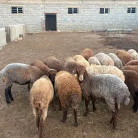 هترو و همو|حیوانات مزرعه|شیروان (خراسان), |دیوار