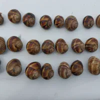 تعدادی حلزون|خزنده|منجوان, |دیوار