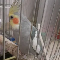 عروس هلندی نر