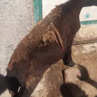 پوست گوسفند خام