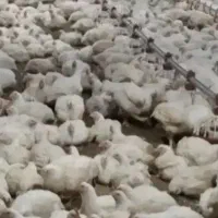 نیروی مرغداری