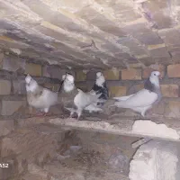 چند جفت توقی اس