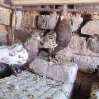 کبوتر