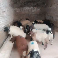 فروش گوسفند در گلستان وصالح آباد|حیوانات مزرعه|گلستان (تهران), |دیوار