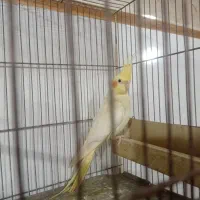 عروس هلندی نر آماده بشرت|پرنده|لنگرود, |دیوار