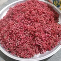 زرشک کوهی