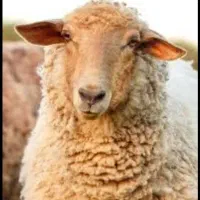 گوسفند زنده چرا شده در مناطق کوهستانی سرسبز