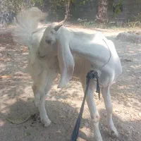 کهر نر.