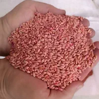 بذر گندم آبی
