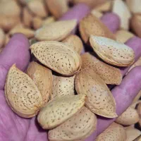 بادام سنگی|خوردنی و آشامیدنی|شیراز, قلات|دیوار