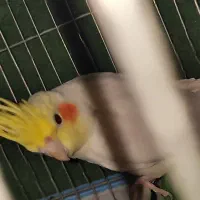 عروس هلندی و ...