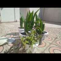 گل  های طبیعی