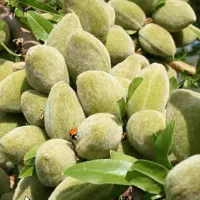 ارائه نهال بادام مامایی یکساله به قیمت ۵۰ ت|خدمات باغبانی و درختکاری|بدره, |دیوار