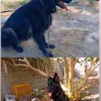 ژرمن بلک اصیل|سگ|فاریاب, |دیوار