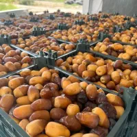 رطب کبکاب عسلی|خوردنی و آشامیدنی|کرج, بنیاد|دیوار