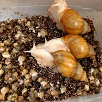 حلزون کلاژن ساز واسه پوست صورت