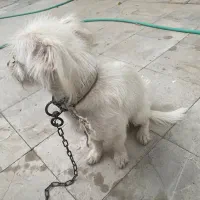 سگ پشمالو|سگ|عنبرآباد, |دیوار