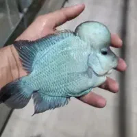 انواع ماهی گوشتخوار /آکواریوم بهروز|ماهی|زنجان, |دیوار