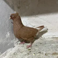 ماده زرد دم سفید