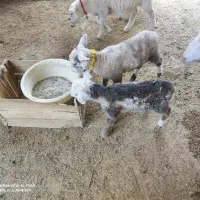 بره رومن