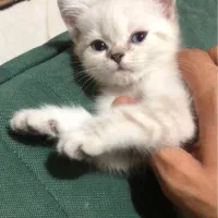 بیریتیش گلدن پوینت