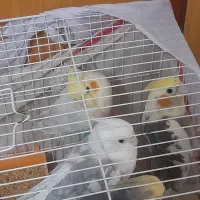 ۴ تا عروس هلندی(دوجفت|پرنده|تربت جام, میرقوام الدین|دیوار